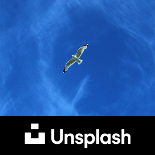 gull flying against a blue sky